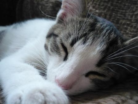 ���� �������� ���� ����