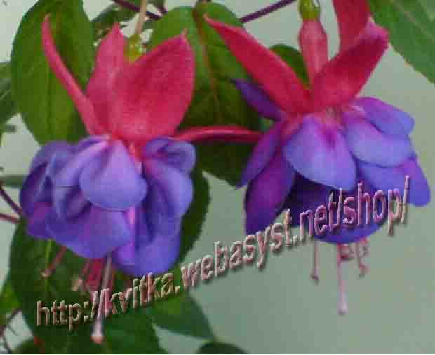 ������ Gillian Althea