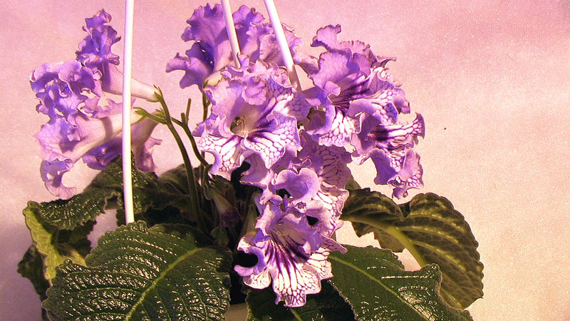 ������������� DS ����������� �������