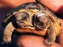 черепаха с двумя головами
