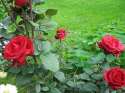 роза в моем саду