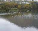чайки на озере