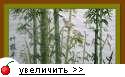 Бамбук