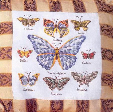 бабочки-коллекция1.jpg