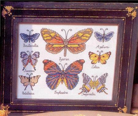 бабочки-коллекция2.jpg