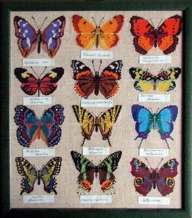 колекция бабочек.jpg
