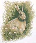 brown hare.jpg