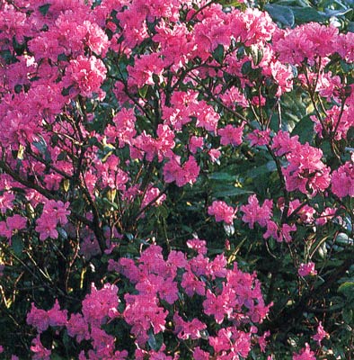 rododendronbbig.jpg