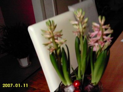 hyacinthus 1.JPG