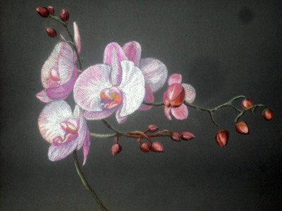Pink Orchids Tatyana Bondareva pastel.jpg
