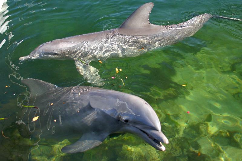 Dolphins