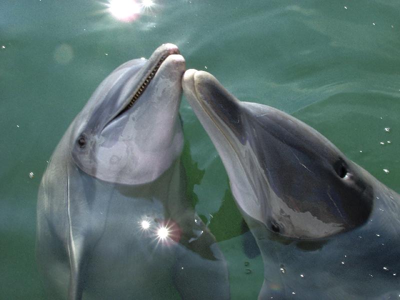 A kiss