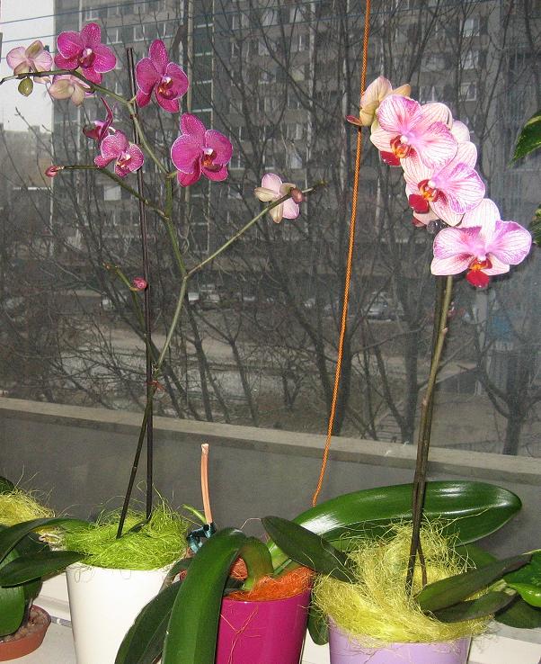 Orchids