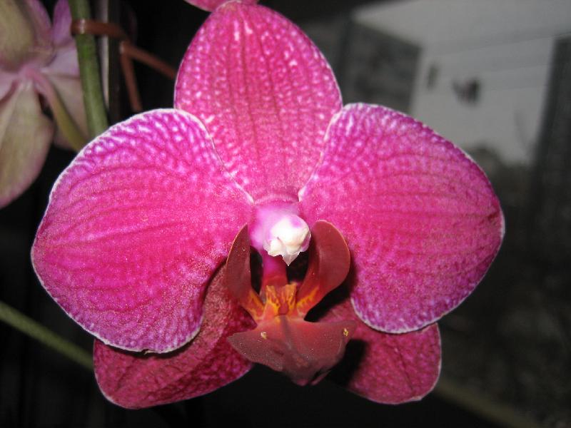 Phal.1