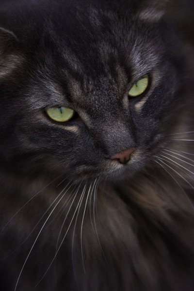 kisa