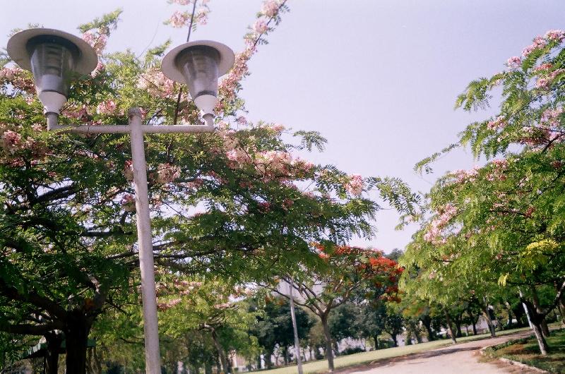 derevo