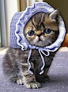 kitty