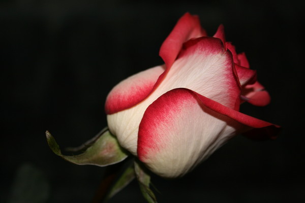 Rosa(buton)