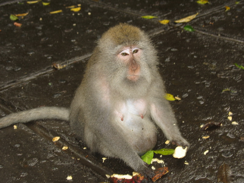 Bali