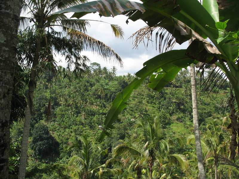 Bali