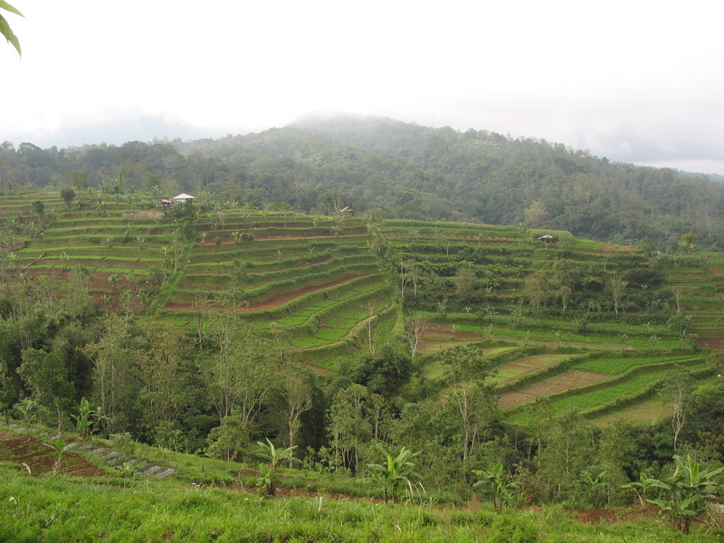 Bali