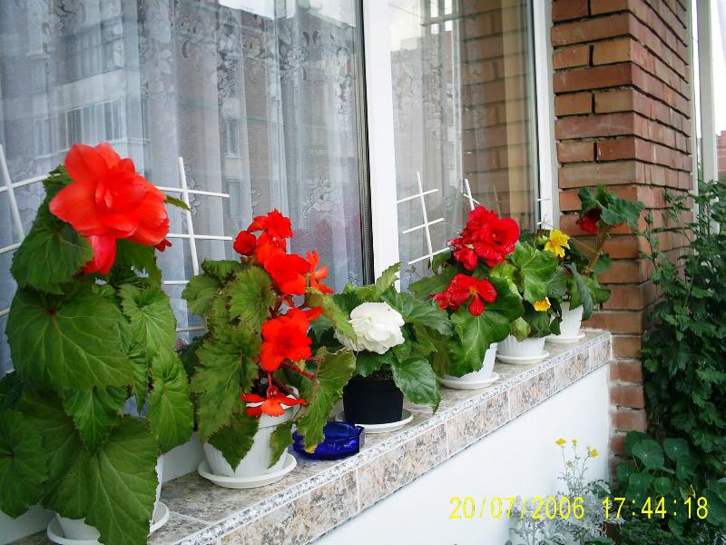 Begonia tuberoza