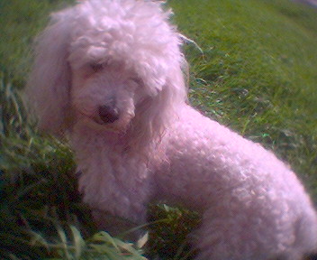 Moja pudel'.