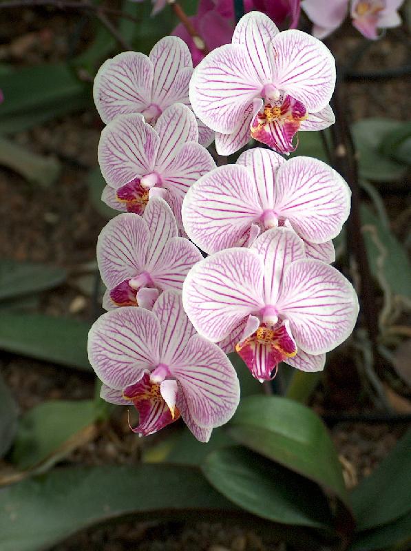 ������� �� ����� \"������\" /�������