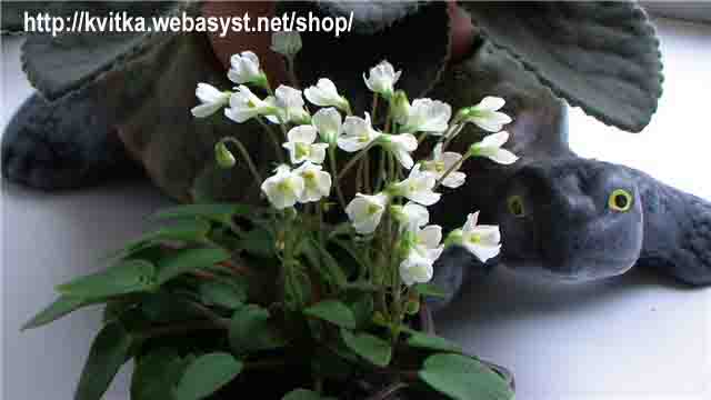 �������� Shantaspring