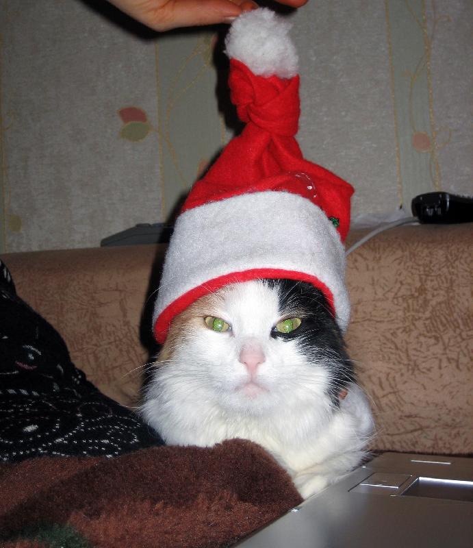 new year cat