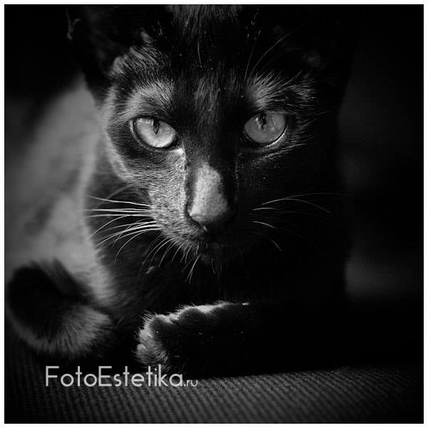 www.FotoEstetika.ru