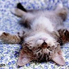 kiten