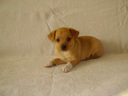 zangi