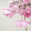 http://www.avatava.org.ua/pics64/nature/avatar-23.jpg