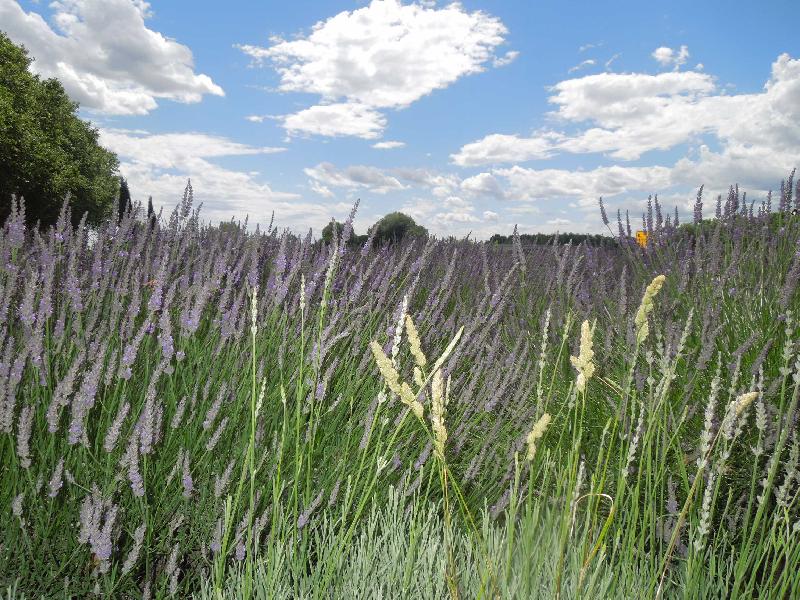����� ������� (Avignon) � ��������