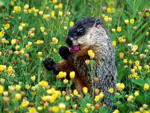 ��� �����))