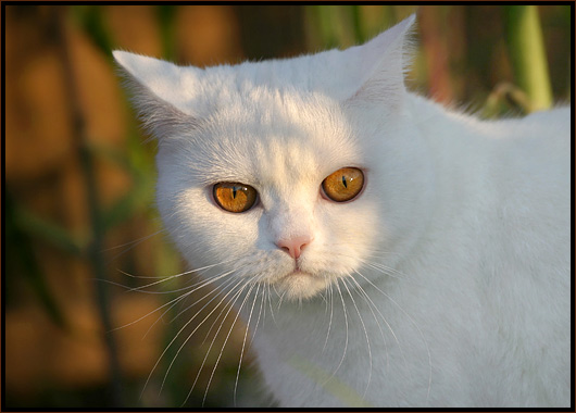 Deluxe Cat
