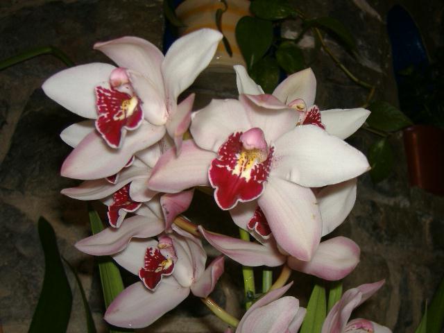cymbidium