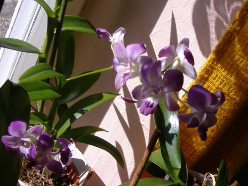 dendrobium