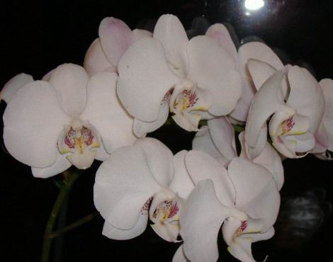 falaenopsis
