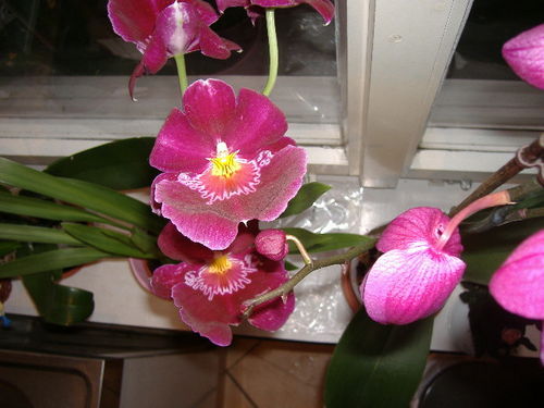 miltonia