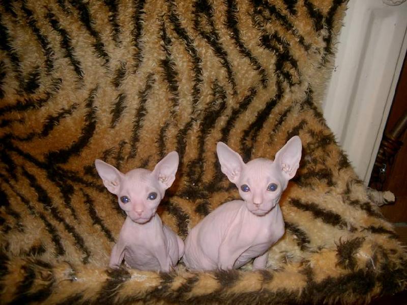 Sphynx du Don