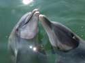 A kiss
