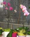 Orchids