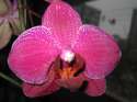 Phal.1
