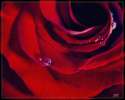 plachuyshiya Rosa.