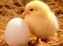 � �������� ����