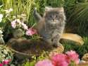 kitty