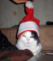 new year cat