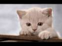 Kisy